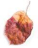 https://carolepablo.com.br/wp-content/uploads/2020/11/small_leaf_01.png