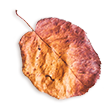 https://carolepablo.com.br/wp-content/uploads/2020/11/small_leaf_02.png
