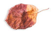 https://carolepablo.com.br/wp-content/uploads/2020/11/small_leaf_03.png