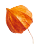 https://carolepablo.com.br/wp-content/uploads/2020/11/small_leaf_04.png