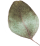 https://carolepablo.com.br/wp-content/uploads/2020/12/separate_leaf.png