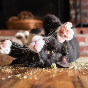 https://carolepablo.com.br/wp-content/uploads/2026/04/cats-on-catnip-andrew-marttila-16-300x300.jpg